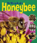 HONEYBEE