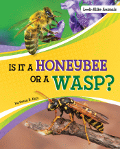 IS IT A HONEYBEE OR A WASP?