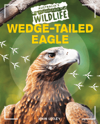 WEDGE-TAILED EAGLE