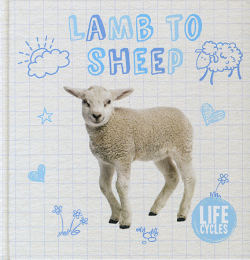 LAMB TO SHEEP