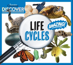 LIFE CYCLES