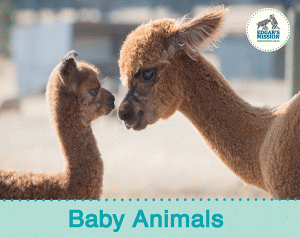 BABY ANIMALS BOARD BOOK